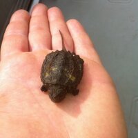 Tim White (@pccgrounds) 's Twitter Profile