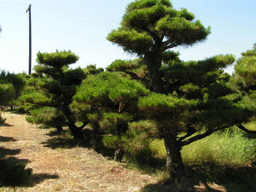 Handsculpted Japanese Black Pine by Hoshiko Yamaguchi and son Richard. Central California's most specialized nursery since 1956.