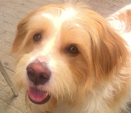 carlombi's profile picture. Lo tipico