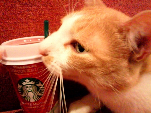 shinorinrinrin's profile picture. アクティブおとな女子。糖質制限と登山でダイエットに成功するも絶賛リバウンド中。キリマンジャロ登頂経験あり☆彡 仮想通貨トレード歴4年。金ちゃんサロン3期生。現在は都市伝説系YouTuberのコヤッキー様にハマり中👟