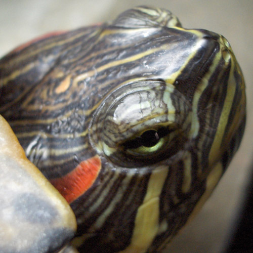 QbertTurtle's profile picture. I'm an urban, female red-eared slider with big dreams, who prefers male pronouns.