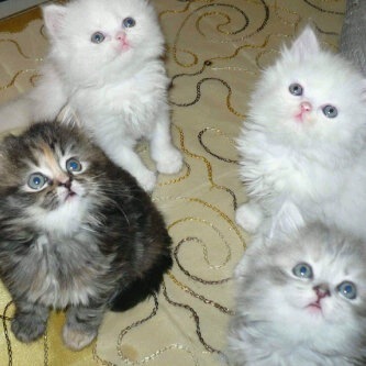 LolycatCatloly's profile picture. 