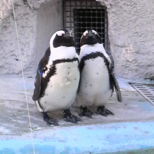 komai2929's profile picture. 