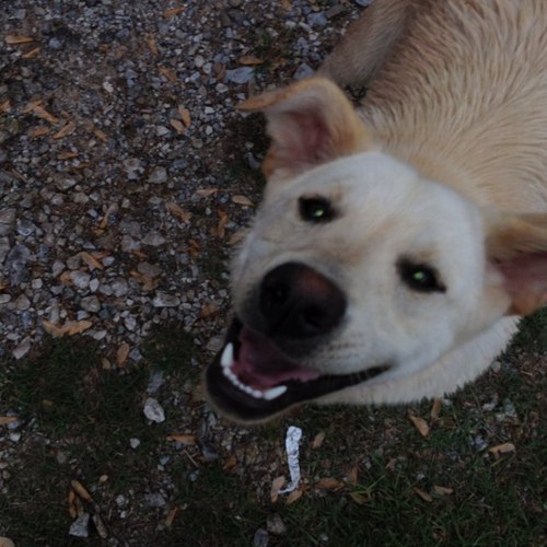 BellyChuckle's profile picture. laughing is a requirement here, whether we're funny or not! Go ahead! Don't laugh and see what happens!