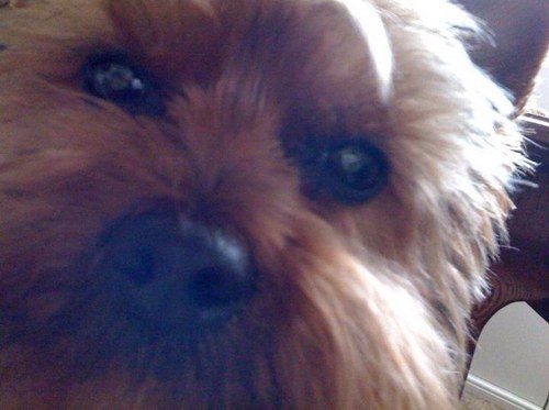 JacktheYorkie's profile picture. Born April '08, little Jack has epilepsy. He's super cute and he loves walking... and he LOVES to eat chicken :D Check me out on.    https://t.co/294ppJvZ