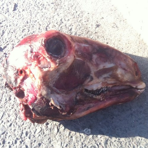 sopapollen's profile picture. Ett tillfälle att kanske ta ut svängarna.