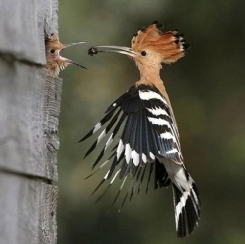 soora66's profile picture. 