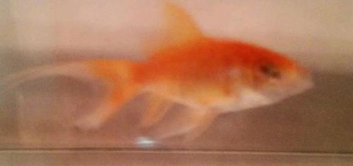 PalenaC's profile picture. Singer,dancer,football wingback,and a triple dog-darer.I love skate boarding.And I'm christian.