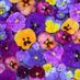 Chelsea Flower Show (@show_chelsea) Twitter profile photo Chelsea Flower Show (@show_chelsea) Twitter profile photo