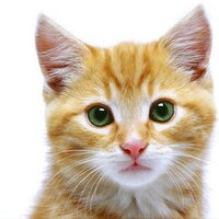 The Communication & Technology Division of ICA (@ica_cat) 's Twitter Profile