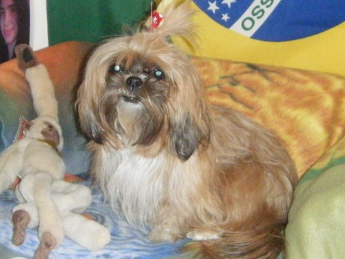 im a 3 year old shihtzu..1 thing to say im adorable! and you know it!