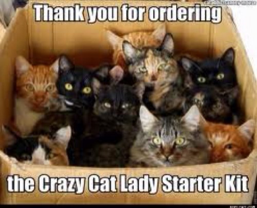 Kat_laydee's profile picture. Only true cat lovers would understand. OFFICIAL Cat Lady Solutions twitter page.