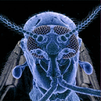 innergnat's profile picture. FEET, BUGS, DOGS, CELEBS, TACOS... WHO SAYS THIS WORLD IS A CRUEL AND UGLY PLACE? #CRABS