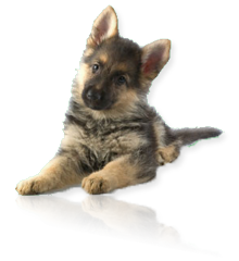 dogobedienceusa's profile picture. We have everything you need to make your life easier to start training your dog to obedience. Quickly you will see the benefits your dog is trained.