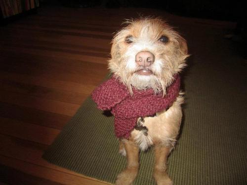 terra4m3r's profile picture. This probably won't end well.