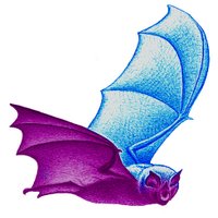 Bat Conservation Ire (@batconservire) 's Twitter Profile