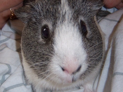Albert_pip's profile picture. I'm a Guinea Pig!