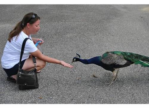 dragonlovermom's profile picture. $tc86722