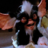shanealynch's profile image