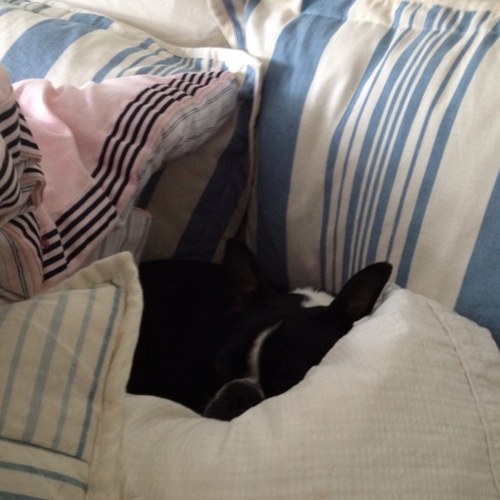 nrp1850's profile picture. politico/comms/etc Gen X’er (yes really)