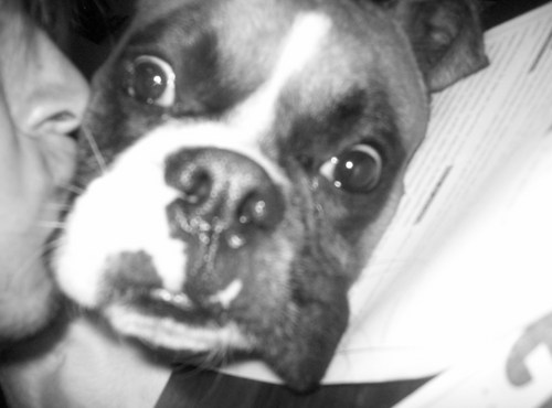 Lоаdіпg.. ██████████████] 99% , Papa de Simon y rufina (negra)