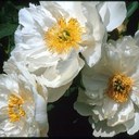 jane hammer - @HammerJane - Twitter