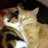 Rescuecatsnsw's profile image