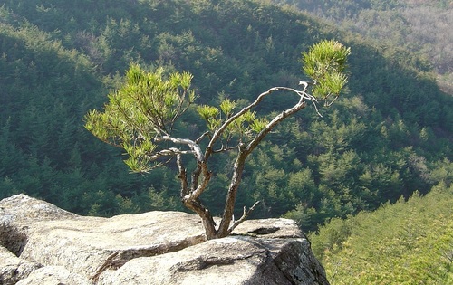 pjr2433's profile picture. 새벽 지킴이!!! 동트기 직전의 새벽은 너무 아름답습니다.
하루일과를 마친 태양이 아스라히 수평선을 넘어가면서 찰랑대는 황금빛 잔상과 서녘 하늘의 불그레한 노을은 상상만으로도 아름답습니다. 그러나 고즈넉한 신새벽의 신비로움이 더 아름답습니다. 강인한 생명의 소나무, 인생입니다.!!