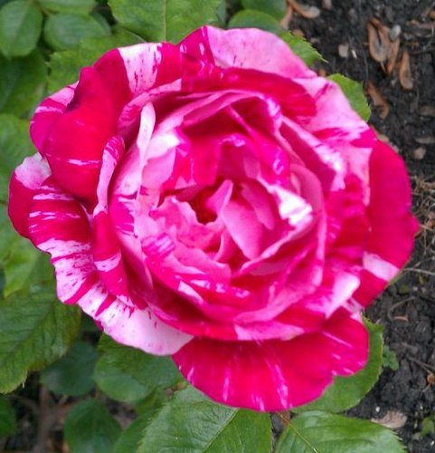 CarolRoseThomas's profile picture. Christ follower, wife and mother.  I enjoy reading and spending time with friends.  One day I will have time for all the books and crafts I have accumulated.