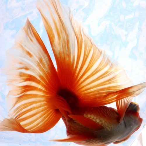 fukurokingyo's profile picture. ふくろ金魚公式twitter
グッズもありますhttps://t.co/AXPtAGZcfO
http://t.co/uZ1JBZBizo