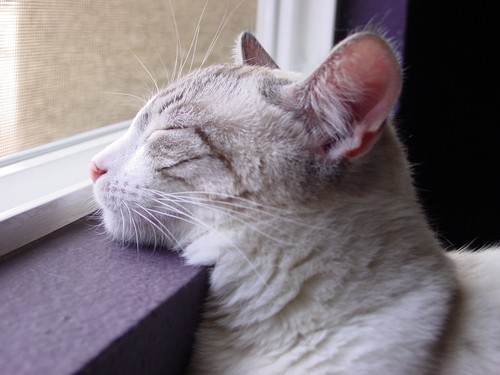 JeanetteMSQA's profile picture. 