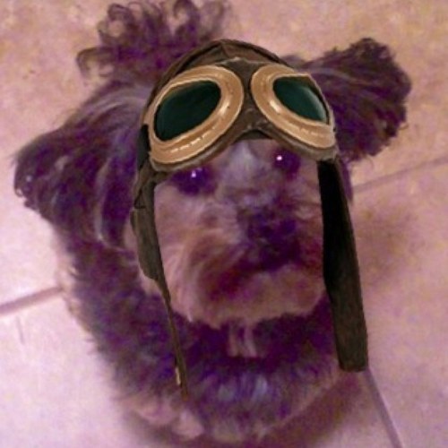 Hollybol's profile picture. Iz the sweetest Mommy's gurl uz eber met...I haz 2 big bruthers that i luvs to bits and my sissy Dallas who is silly Iz just a punkin'