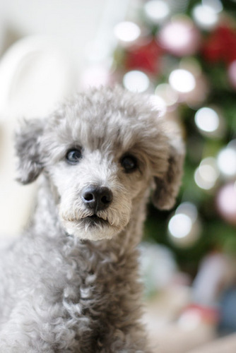 comfortablefem's profile picture. シルバーのトイプードルTamちんの飼い主1号 めんどくさいタイプのサザンファン