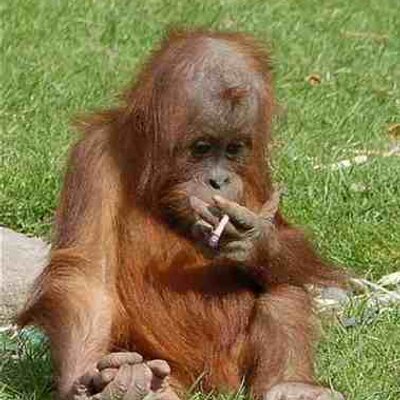 Profile Picture of Caris Renae Lee Ford (@caris1D) on Twitter