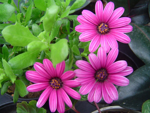 kdr4700's profile picture. 