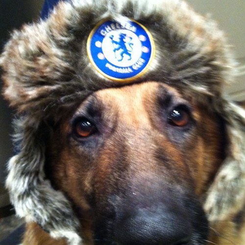 jolie1dog's profile picture. 