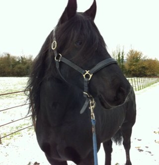 equinechiro's profile picture. Human & animal chiropractor, wife, mum to four horses, one Briard & three Rag doll cats, loves holidays in the Cote D'Azur & English cricket