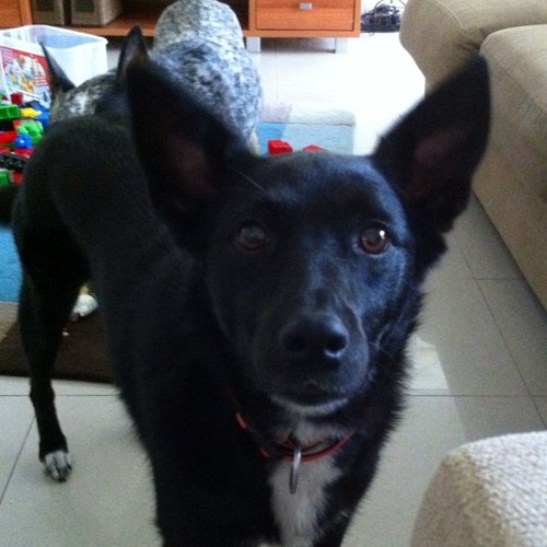 shenasuperstar's profile picture. 