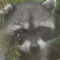 Diane Ridgeway (@heb11and1) 's Twitter Profile