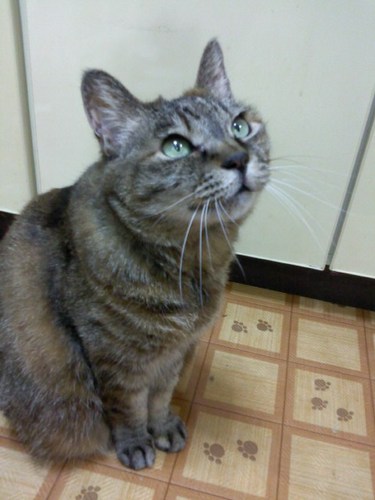 sabatora_miiko's profile picture. 猫と馬が好き💕生まれ変わりがあるのなら、次は牧場の厩舎猫になって鼠を捕るお仕事したり、お馬さんにスリスリして過ごしたい💜今は埼玉の朝霞市在住