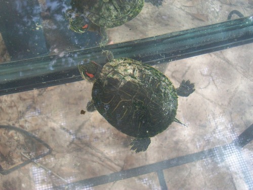 ApollotheRES's profile picture. 