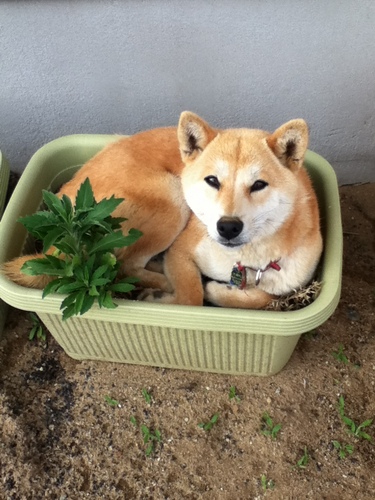 ふぐり Rubbishw Twitter