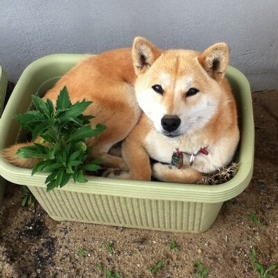 ふぐり Rubbishw Twitter