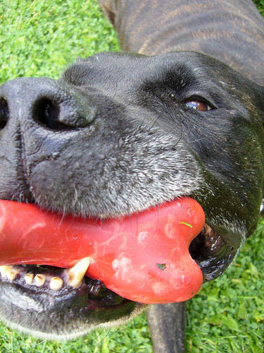 LilDawgie's profile picture. The world has gone to the  #Dogs!  #Pet News & Updates  #dogtraining  #bulldogs  #Dachshunds  #germanshepards  #yorkies