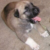 sneekietab (@sneekietab) 's Twitter Profile