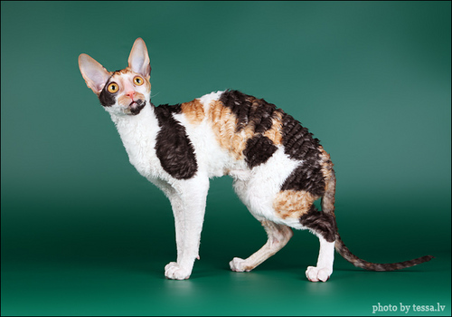 We breed beautiful, high standard Sacred Birman and Cornish Rex cats in a loving home environment.