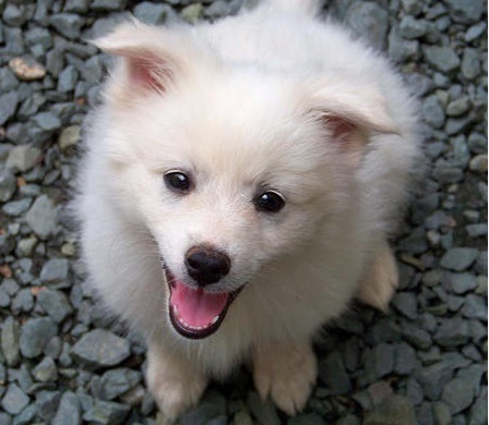 DogFriendship's profile picture. Guelph dog trainer/animal scientist offering puppy playclass, family manners & behaviour consulting - https://t.co/72xoDlgybh fb - http://t.co/YKvAIMxl