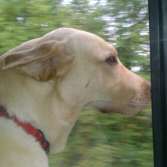 StuThurston3's profile picture. 