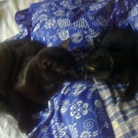 carl (@cell0324) 's Twitter Profile Photo