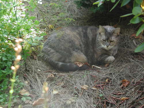 Diannoe's profile picture. Direct Marketer, Still a cheerleader, cat fanatic & Fire-King glassware collector.